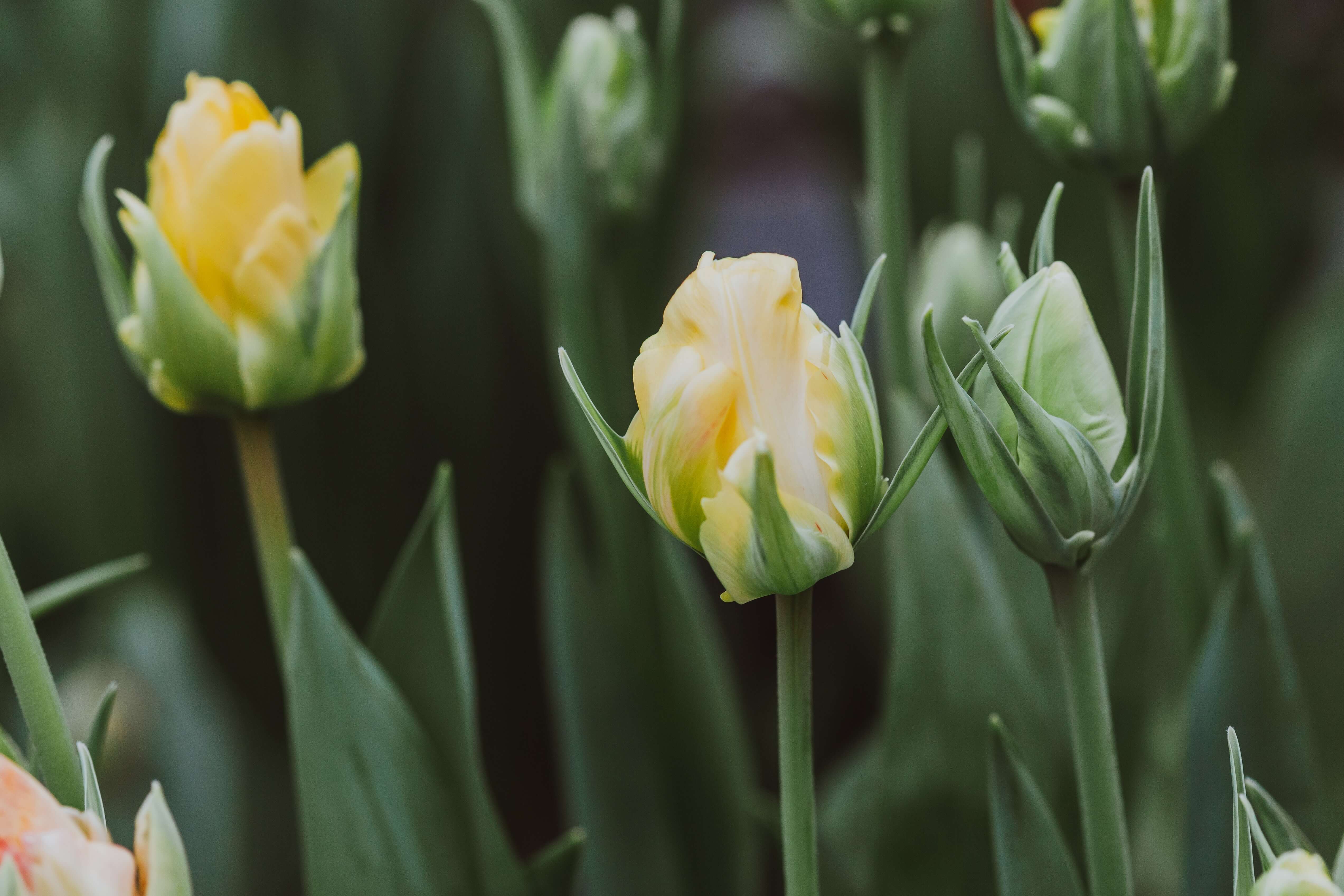 Tulips stems ready to be trimmed