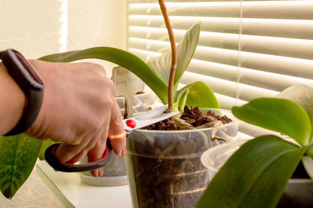Ways to show how to revive an orchid plant with tea