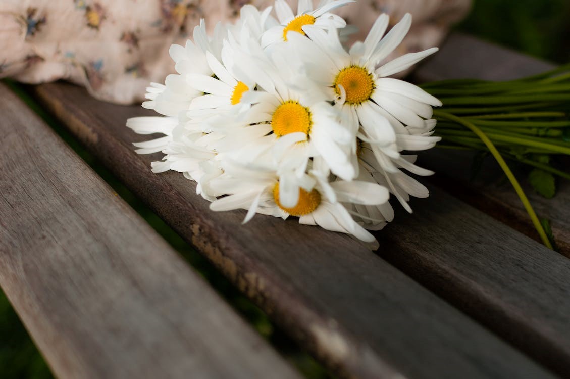 White Daisy on brown wood