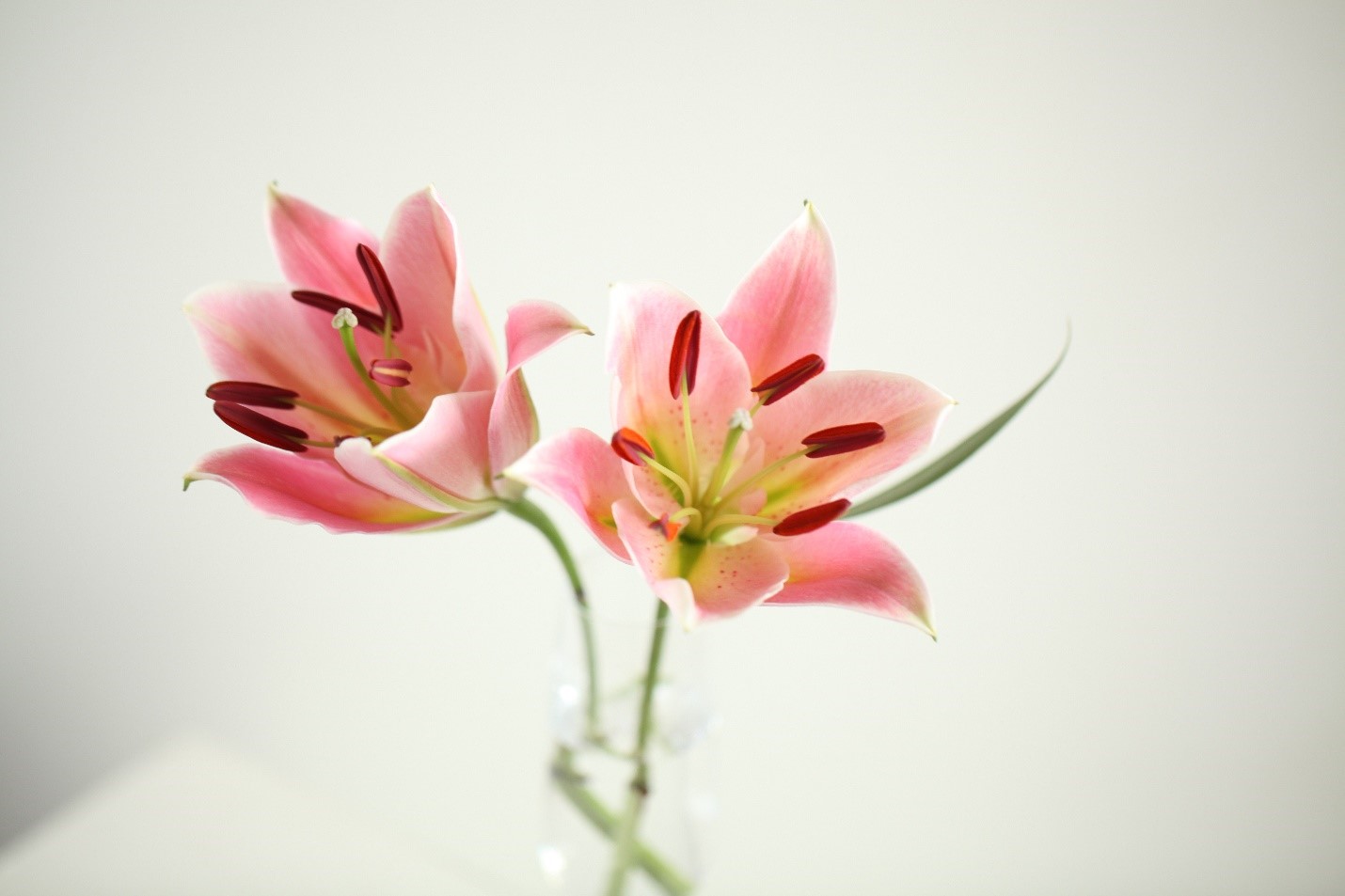 White Lilies birthday flowers