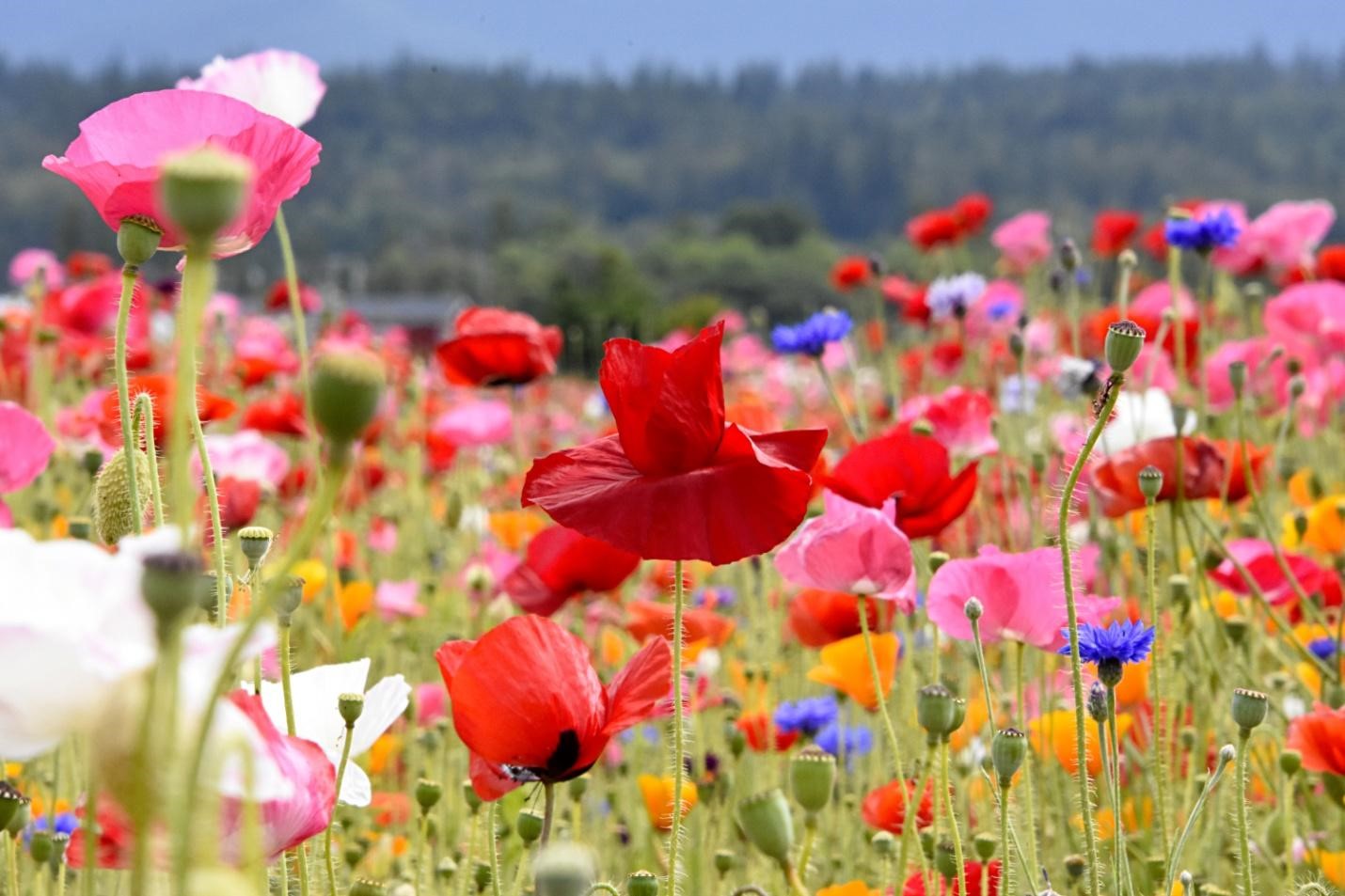 Wildflowers of UK