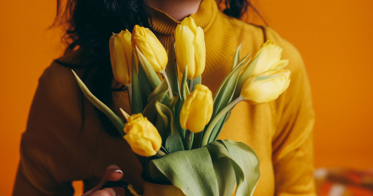 Yellow friendship tulip flowers