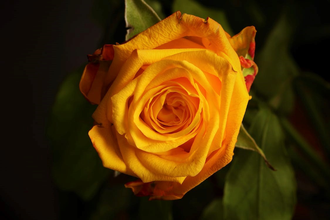 Yellow Rose